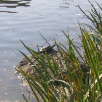 Red Eared Terrapin
